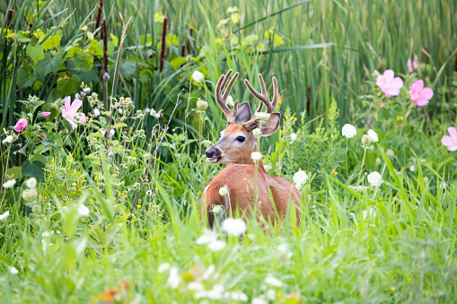 Photograph of a deer in velvet looking over it's shoulder for a moment before returning to graze in the marsh.