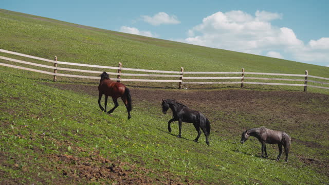 Thoroughbred horses run along large paddock on green hill