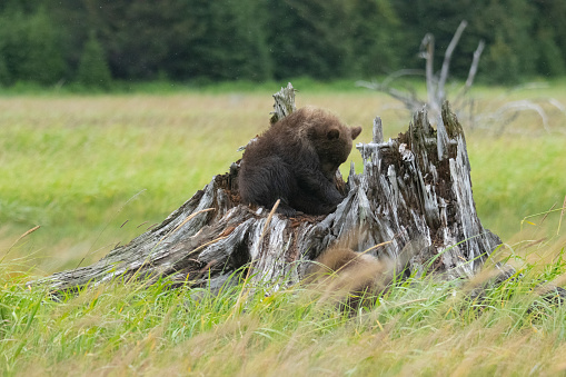 Brown bear cub plays on, over and around a silvered tree stump in the meadow.  After digging out a hole in the top, it plopped down to rest for a minute.