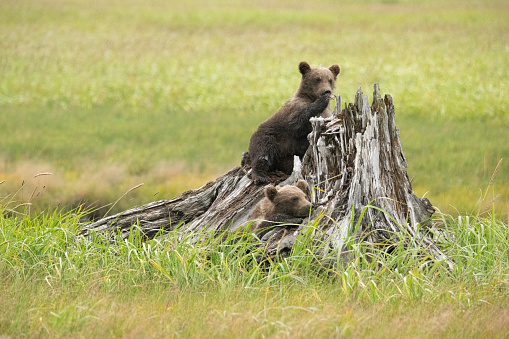 Brown bear cubs find many objects to play with while they are waiting for mom to feed them.  In this case, it was an old stump, hollowed out by age and their claws, on the edge of a stream in the middle of the sedge grass meadow.