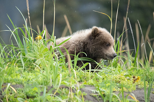 Brown bear cub beds down and rests in the grass and flowers patiently waiting for mom to return.