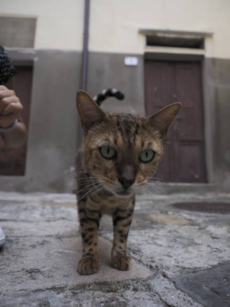 istock Stray Cat on the street 1640582509