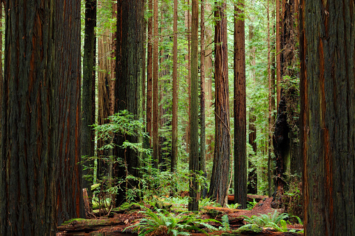 Redwood trees and ferns and fallen logs deep in California's Redwood Forest.
