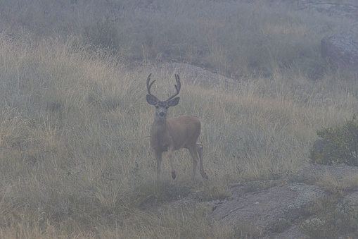 Mule deer foraging for food in the fog in the Colorado high country