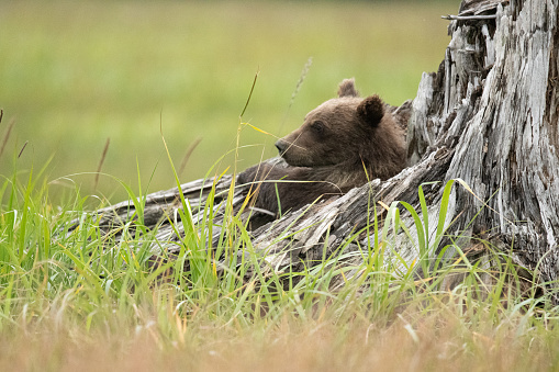 Brown bear cub rests in the hollow it dug out of a tree stump in the middle of the meadow.  Resting, it is alert to its surroundings and watchful for its sibling.