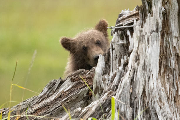 istock Peeking brown bear cub, explores an old tree stump. 1640588340
