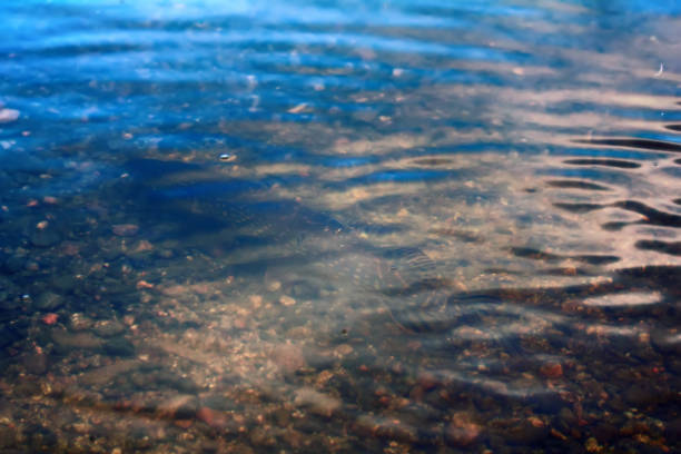 istock pike lake fishing on spinning 1640589406
