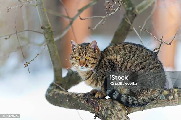 Katze Sitzt Auf Dem Baum Stockfoto und mehr Bilder von Ast - Pflanzenbestandteil - Ast - Pflanzenbestandteil, Baum, Domestizierte Tiere