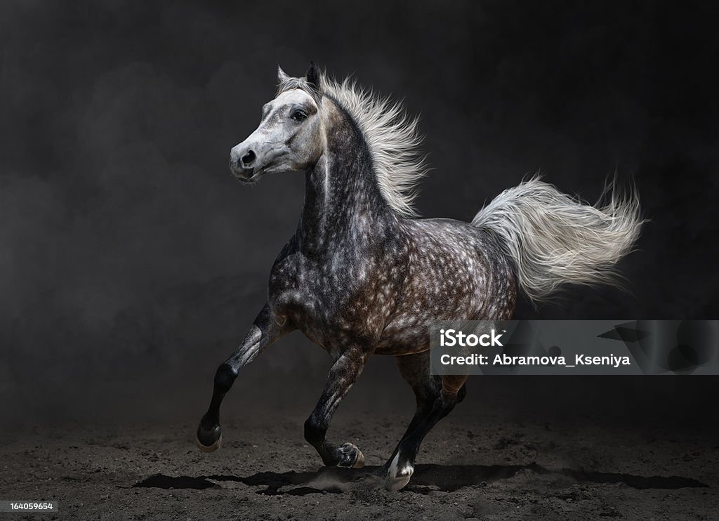 Gray arabian horse gallops on dark background Gray arabian mare gallops on dark background Activity Stock Photo