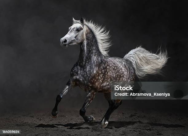 Gray Arabian Horse Gallops On Dark Background Stock Photo - Download Image Now - Activity, Animal, Animal Body