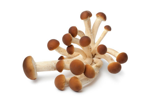 Fresh cluster of Pioppino mushrooms on white background