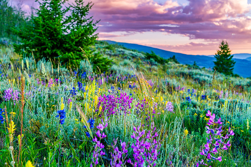 Pink Colorado Loco Wildflowers in Meadow - Sagebrush meadow with mountain views and colorful sunset skies. Scenic landscape near Eagle, Colorado USA.