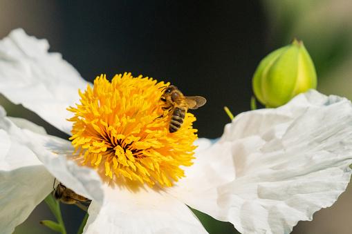 Bee pollinating flowers.