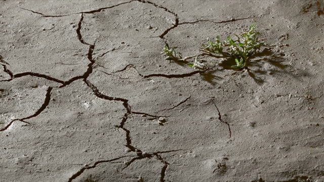 plant on cracked, dry earth.