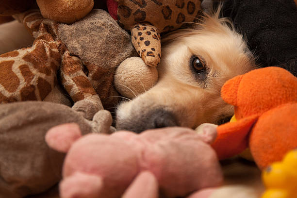 Dog between pet toys