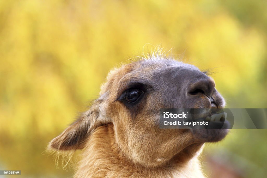 funny arreo de llama - Foto de stock de Llama - Familia del camello libre de derechos