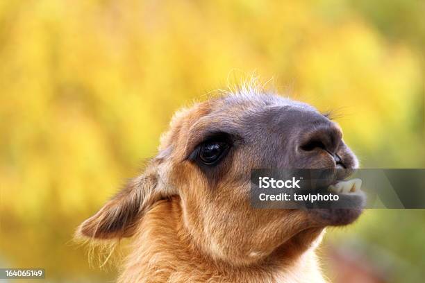 Funny Arreo De Llama Foto de stock y más banco de imágenes de Llama - Familia del camello - Llama - Familia del camello, Aire libre, Alpaca
