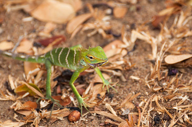 istock Green Forest Lizard eating an insect in Sri Lanka 164065250