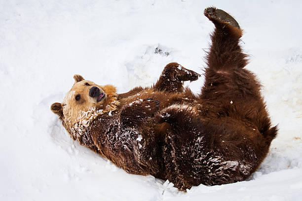 istock Happy brown bear playing in snow 164066772