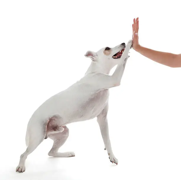 Jack Russell Terrier dog high five with female hand on white
