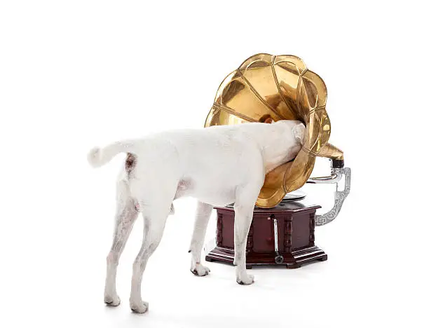 Jack Russell Terrier searching in gramophone horn