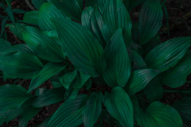 istock Bush of big green leaves 1640671941