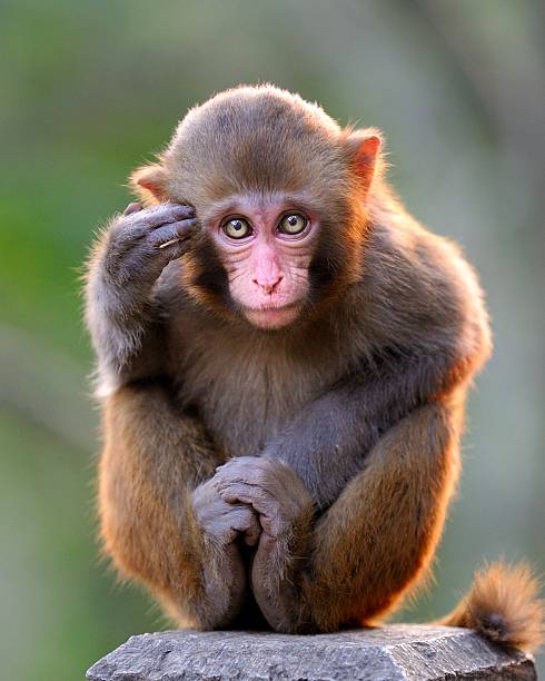 denken jungen monkey - makake stock-fotos und bilder