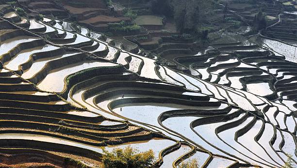 reflète la surface de la terrasse - agriculture artificial yunnan province china photos et images de collection