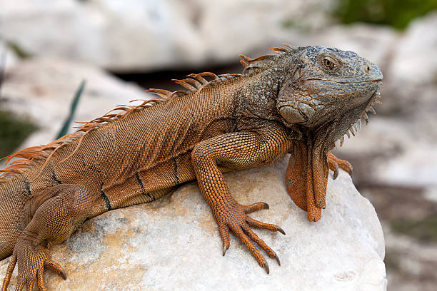 Iguana in Cancun, Mexico stock photo