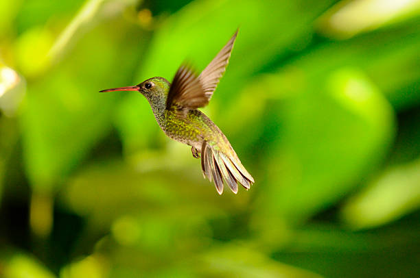 Hummingbird flying in the Atlantic Forest stock photo