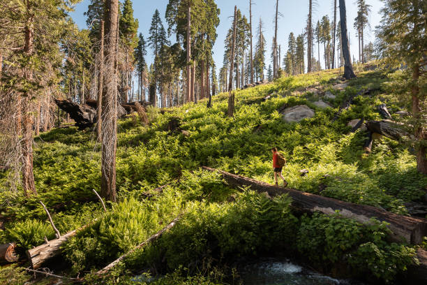 istock Female hiker crosses a fallen sequoia tree under which a river flows 1640685502