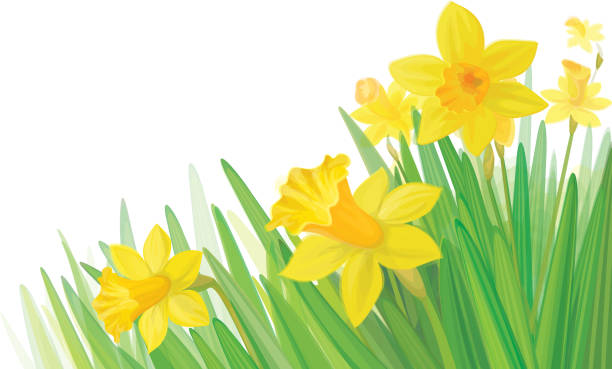 Vector of daffodil flowers isolated. vector art illustration