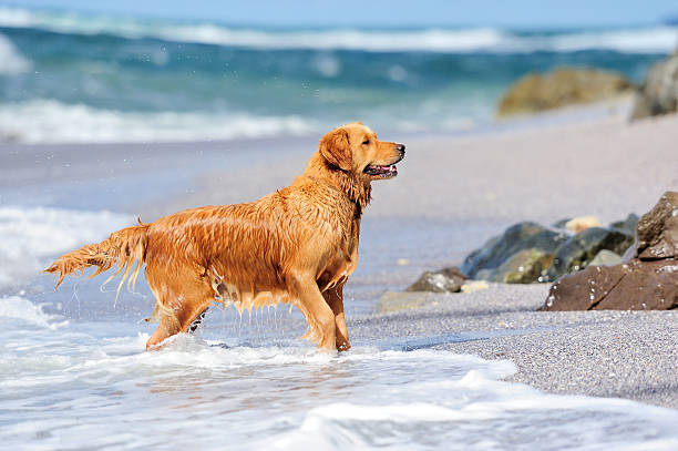 istock Young golden retriever 164070625