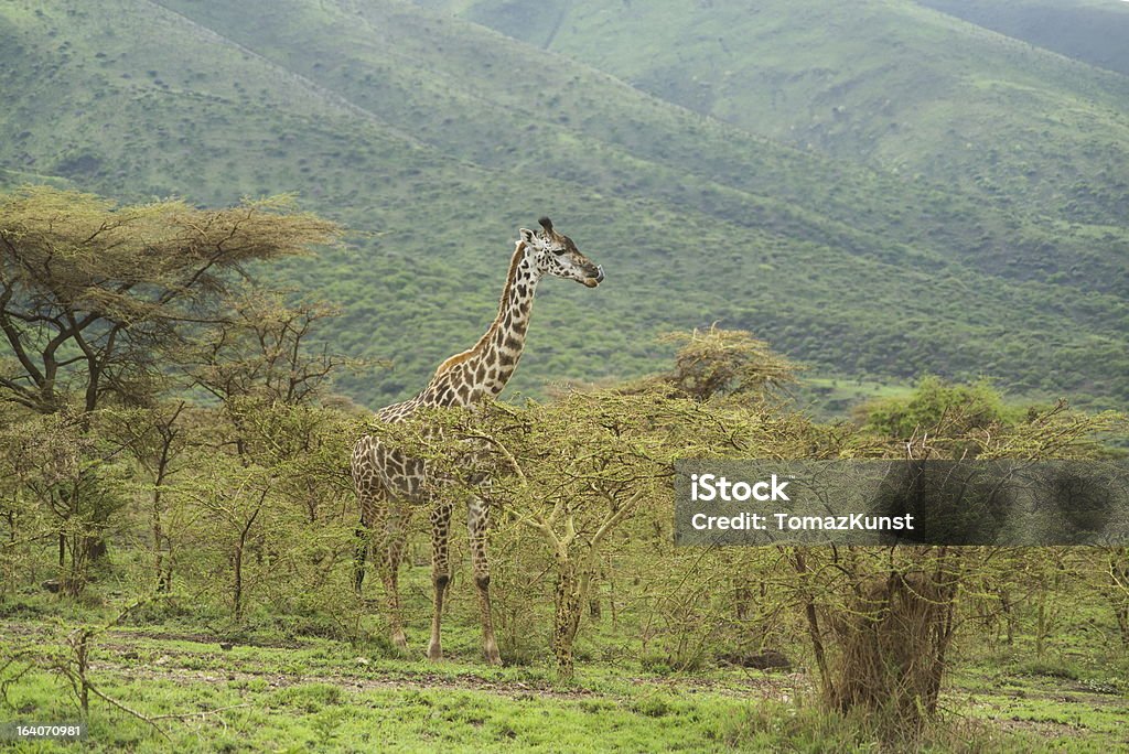 Girafa mostrando Língua - Royalty-free Acácia Foto de stock