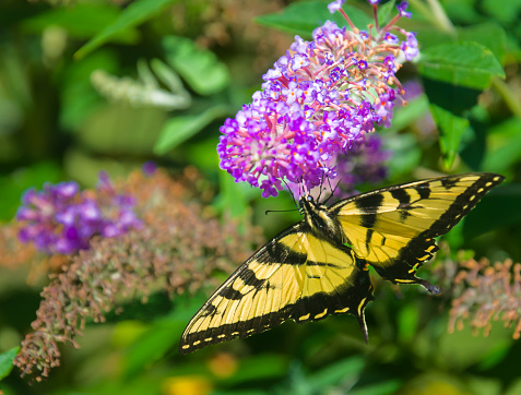 A swallowtail butterfly feeds on a butterfly bush flower in a Cape Cod garden.