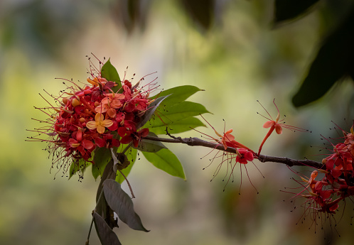 Bunches of acacia flowers.  Cassia grandis.