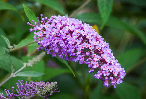 Beautiful purple flowers Buddleja davidii, close-up. summer lilac, butterfly-bush, orange eye. flowering plant in the family Scrophulariaceae.