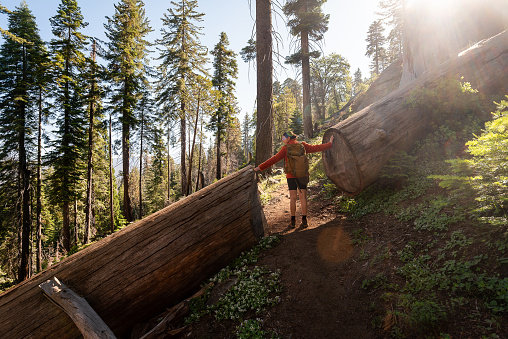 Woman stands with her arms outstretched on a hiking trail between a sequoia tree cut in half