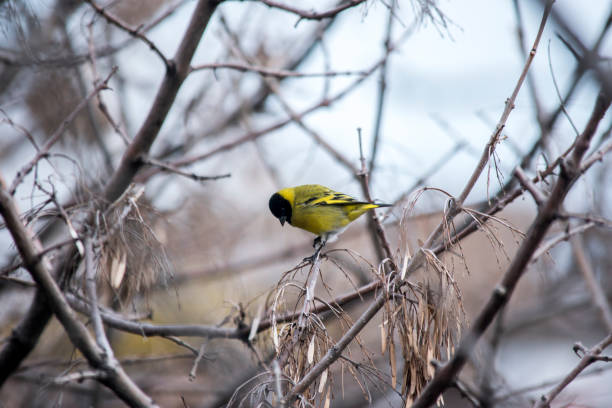 A dazzling finch, in shades of yellow and green, positioned gracefully on a teeming seed feeder amidst lush greenery. This picturesque scene celebrates the wonder of Denmark's avian beauty and serene nature.
