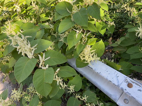 Japanese Knotweed is an agressive invasive plant that is difficult to remove.