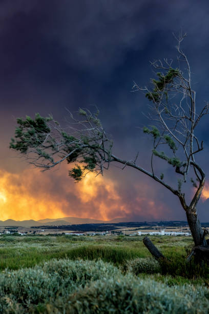 Devastating wildfire in Alexandroupolis Evros Greece, ecological and environmental disaster, smoke covered the sky, tree silhouette.
