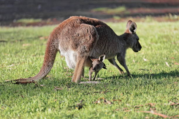 macropus giganteus femelle avec joey en pochette, halls garp community garden-recreation reserve. victoria-australie-866+ - joey kangaroo young animal feeding photos et images de collection