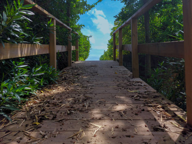 istock Bridge in the park made of planks 1640779560