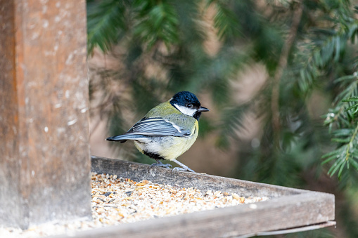 A vibrant Great Tit (Parus major) captured in the lush Botanic Gardens of Dublin, a haven for urban birdwatching and nature enthusiasts.
