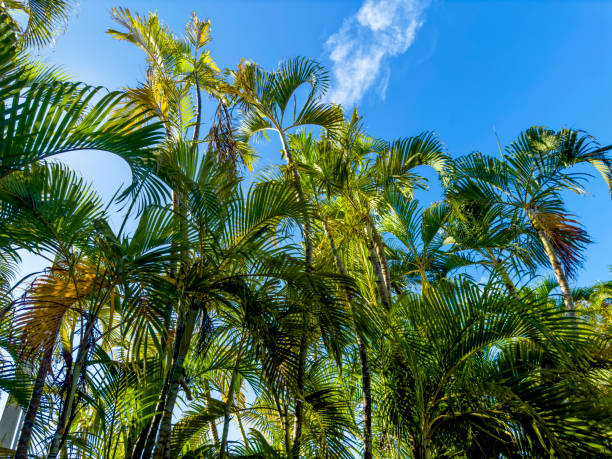 Palm trees in Key West, Florida