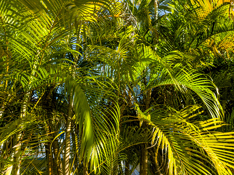 Young Chinese windmill palm (Trachycarpus fortunei) or Chusan palm against sun in city park of Sochi.  Close-up of beautiful green leaves