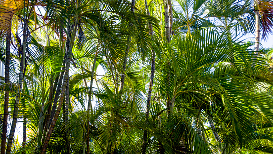 Palm trees in Key West, Florida