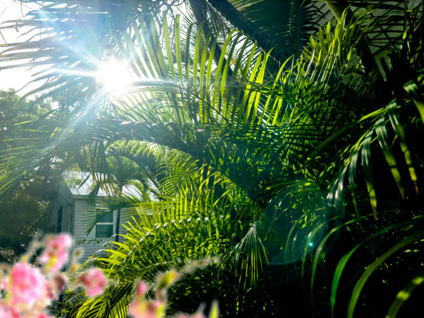 Palm trees and house in Key West, Florida