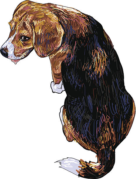 뒤로 비글종, - tracing red pets dog stock illustrations