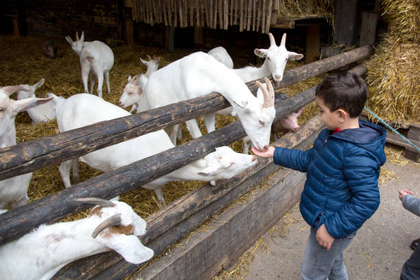 istock The Boy and grandfather feeding the goat (third grade at elementary school) 1640800841